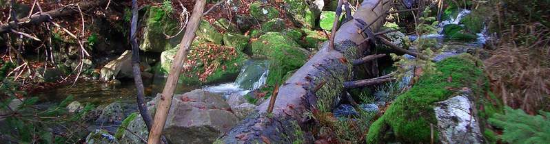 Bavarian forest