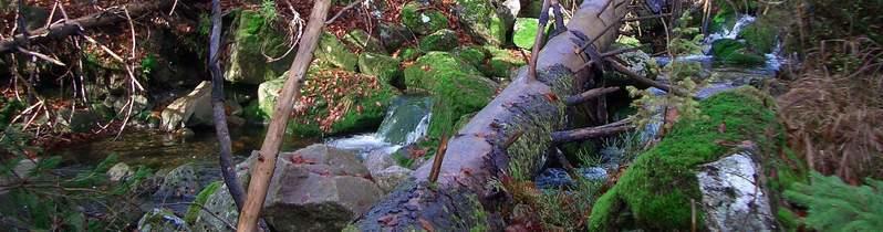 Bavarian forest